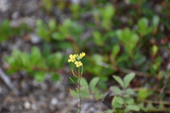 Sisymbrium loeselii