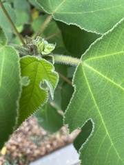 Broussonetia papyrifera