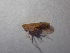 Osbornellus