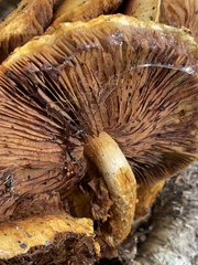 Gymnopilus