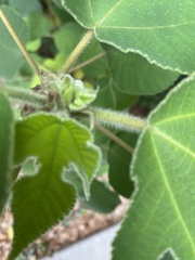 Broussonetia papyrifera