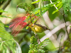 Aethopyga guimarasensis