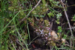Sedum goldmanii