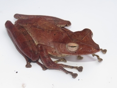 Polypedates colletti