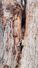 Trichosurus vulpecula