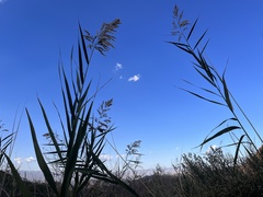 Phragmites australis