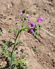 Cristaria dissecta