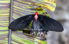 Atrophaneura semperi
