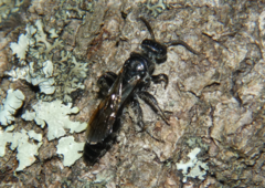 Tiphioidea