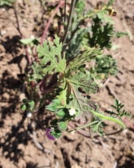 Cristaria dissecta
