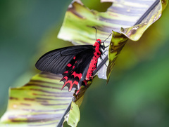 Atrophaneura semperi