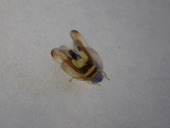 Colladonus clitellarius