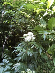 Sambucus australis