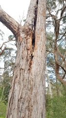 Trichosurus vulpecula