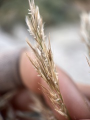Phragmites australis