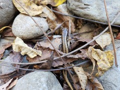 Eurycea guttolineata