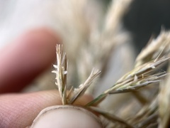 Phragmites australis