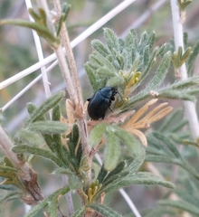 Altica obliterata