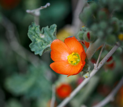 Sphaeralcea ambigua