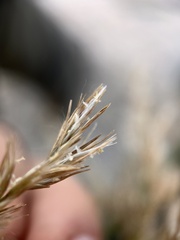 Phragmites australis