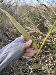 Phragmites australis