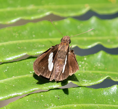 Notocrypta
