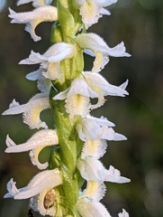 Spiranthes odorata