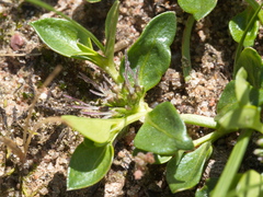 Opercularia ovata