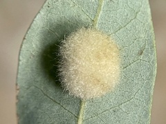 Druon quercuslanigerum