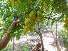 Averrhoa carambola