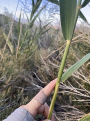 Phragmites australis