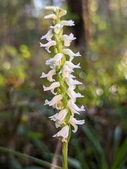 Spiranthes odorata