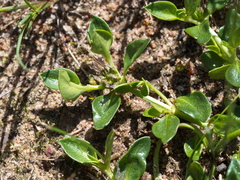 Opercularia ovata