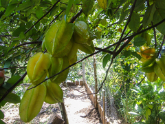 Averrhoa carambola