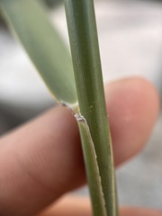Phragmites australis