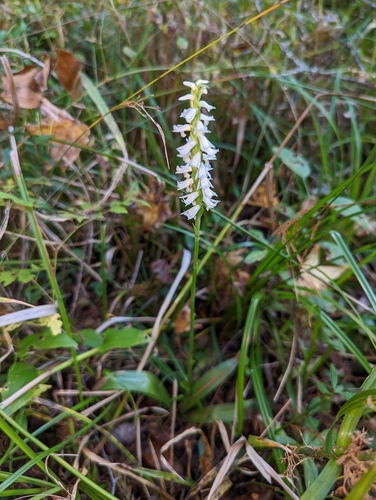 Image of Spiranthes odorata by (c) Elias, some rights reserved (CC BY)