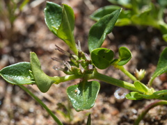 Opercularia ovata