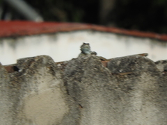 Sceloporus torquatus