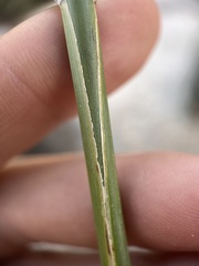 Phragmites australis