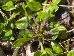 Opercularia ovata