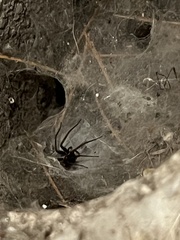 Tegenaria domestica