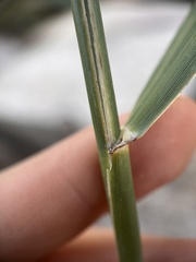 Phragmites australis
