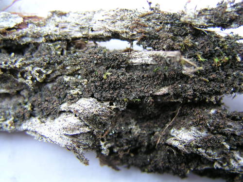 Scytinium subtile image