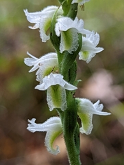 Spiranthes odorata