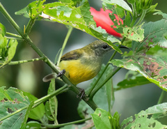 Aethopyga guimarasensis