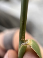 Phragmites australis