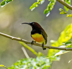 Aethopyga guimarasensis