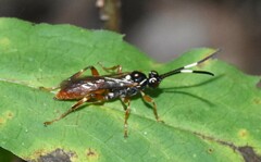 Cratichneumon subfilatus