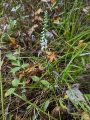 Spiranthes odorata