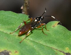 Cratichneumon subfilatus